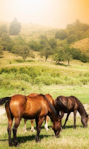 Horses Live Wallpaper es