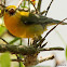 Prothonotary warbler