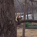 (American) Red Squirrel