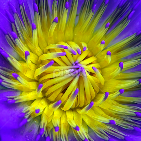 Water Lily Bloom by Alan Chew - Flowers Single Flower