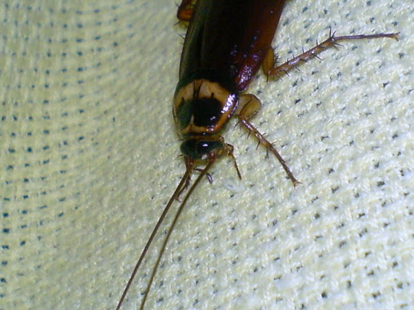 American Cockroach | Project Noah