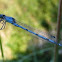 Common Blue Damselfly