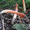 dog stinkhorn