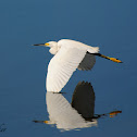 Snowy Egret