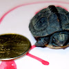 Eastern box turtle (hatchling)