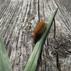 Fuzzy Caterpillar