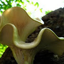 Oyster Mushroom