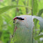 Red-headed Bush Cricket