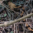 Timber Rattlesnake (Canebrake)