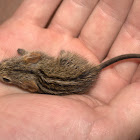 Striped Mouse