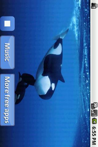 免費下載音樂APP|Whales songs to sleep app開箱文|APP開箱王