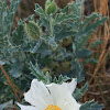 Crested Prickly Poppy
