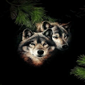 Pine Wolves Live Wallpaper