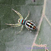 Peacock Jumping Spider (male)
