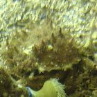 Centola (gl), Centollo (es), spinous spider crab (uk)