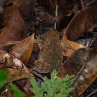 Leaf toad