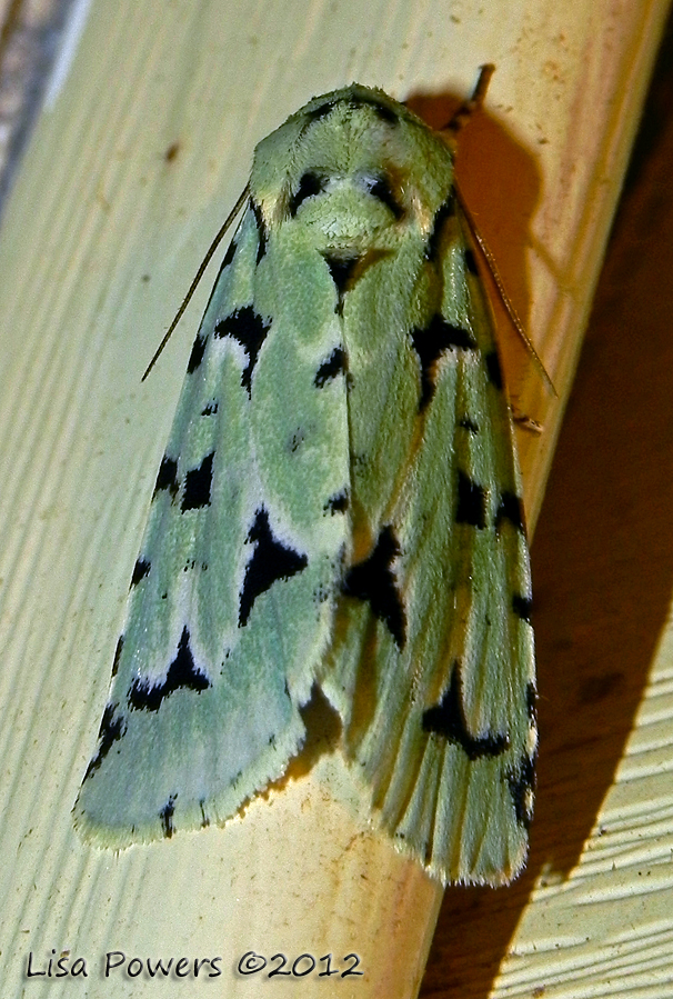 Green Marvel Moth