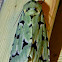 Green Marvel Moth
