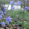 Two-leaf squill