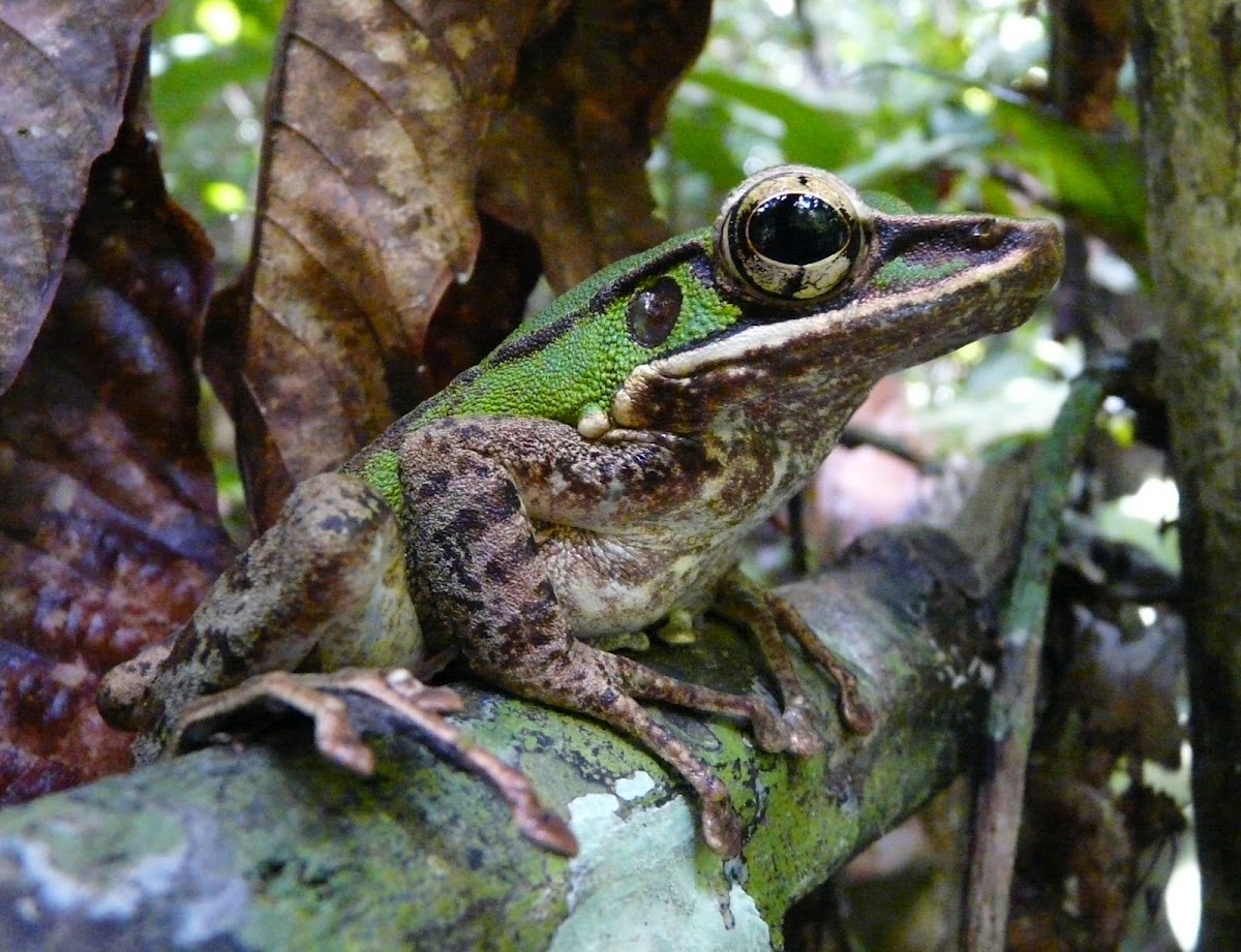 Unidentified Tree Frog