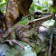 Unidentified Tree Frog