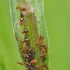 Ants (tending aphids)