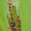 Ants (tending aphids)