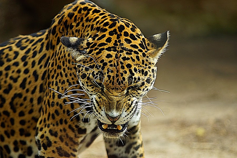 Momma jaguar that has three little ones at Montgomery Alabama Zoo. She ...