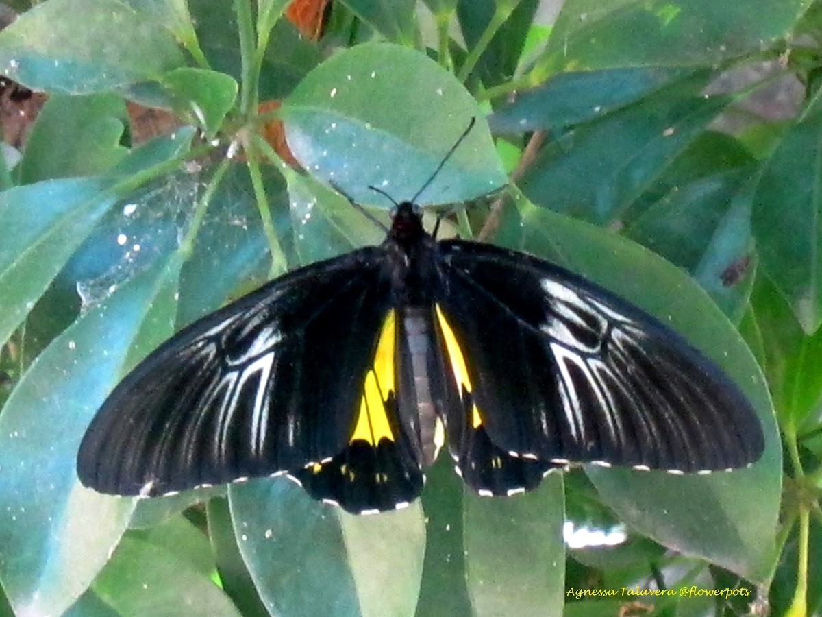 Golden Birdwing (Female)