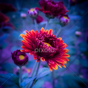 One in None by Monzur Sazid Ahmed - Flowers Flowers 2011-2013