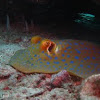 Blue Spotted Ribbontail Ray