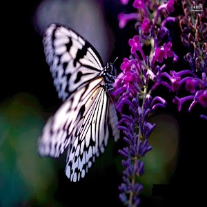 3D Butterfly and flower 1.0.2