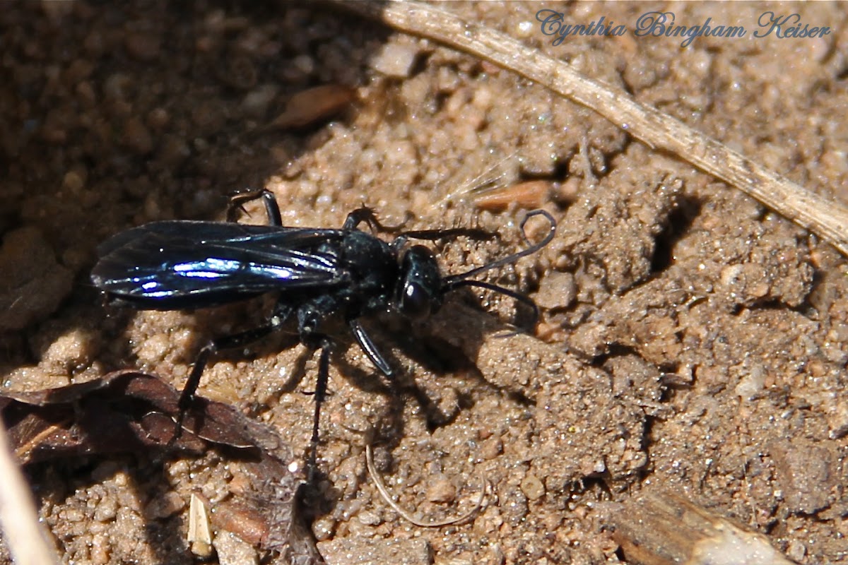 Blue-black spider wasp