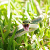 Green grass snake