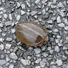 Striped Mud Turtle 