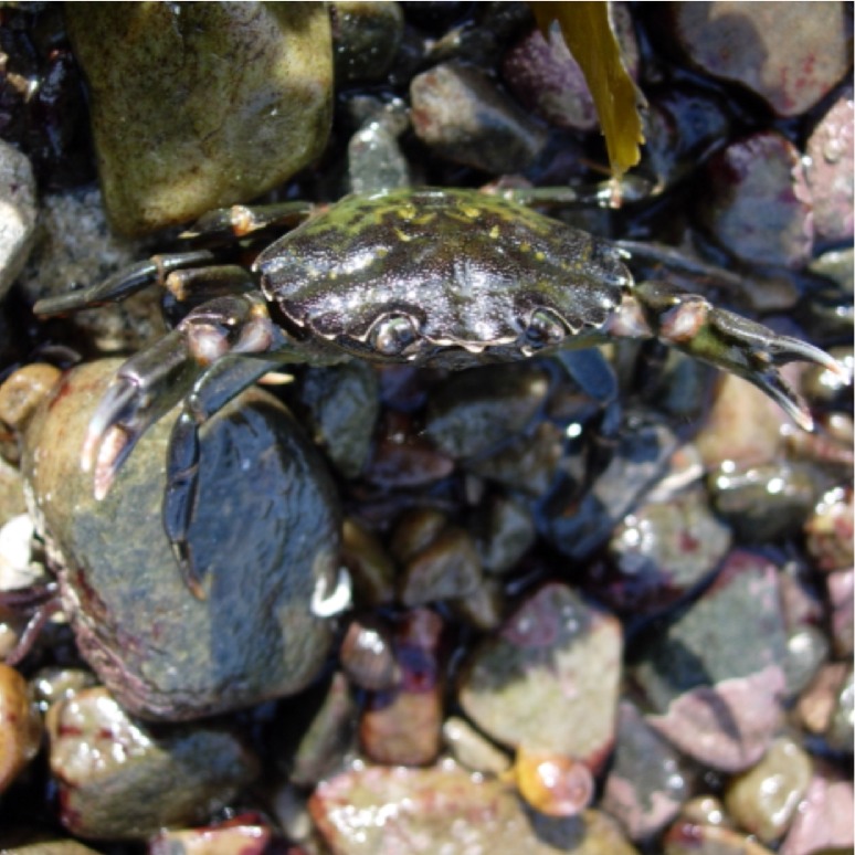 Carcinus maenas (Cangrejo. Shore Crab)