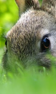 How to download Rabbit HD LWP Lite 1.0 apk for laptop