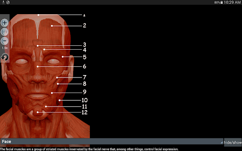 Anatomy Muscles