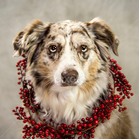 by Michelle Edwards - Animals - Dogs Portraits