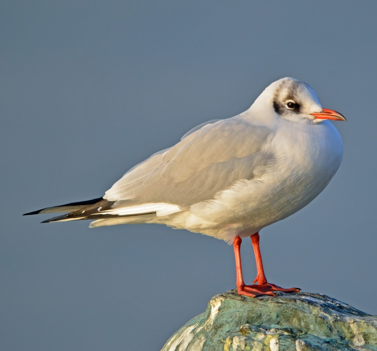 Black-headed Gull -  Mouette rieuse - Lachmöwe