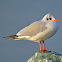 Black-headed Gull -  Mouette rieuse - Lachmöwe
