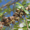 Thorn Treehopper nymphs