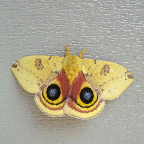 Insects from Mexico! Project Noah