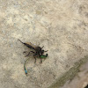 Robber Fly caught a Damselfly