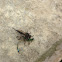 Robber Fly caught a Damselfly