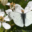 Orange Tip Butterfly (female)