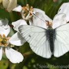 Orange Tip Butterfly (female)