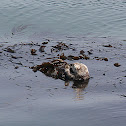 Sea Otter