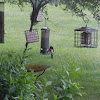 rose breasted grosbeak