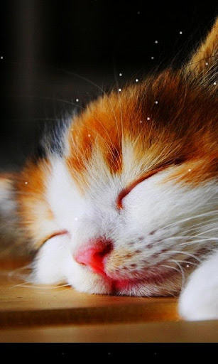 Sleep Cat Live Wallpaper